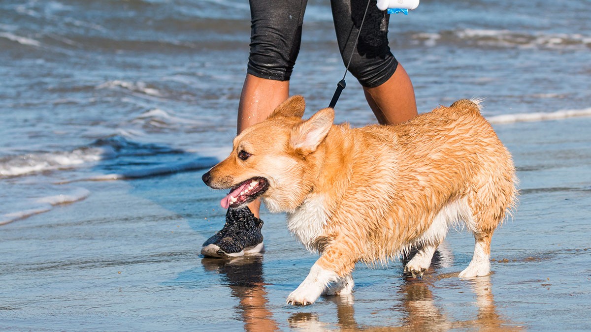 A wet corgi on a leash walks along the shoreline with a person in leggings and sneakers, waves gently lapping at the beach.