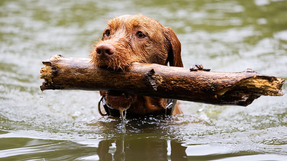 Brown dog swimming in water, holding a large stick in its mouth, with droplets of water on its fur.