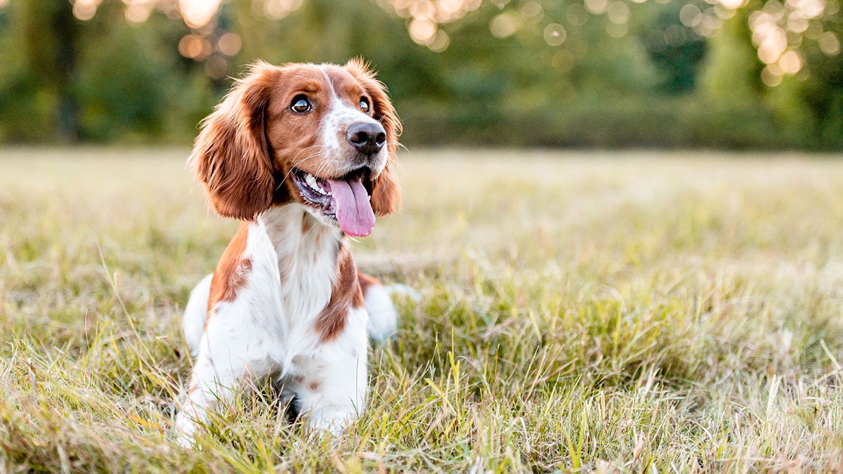 A happy brown and white dog with floppy ears lies in a grassy field, tongue out, with trees in the blurred background.
