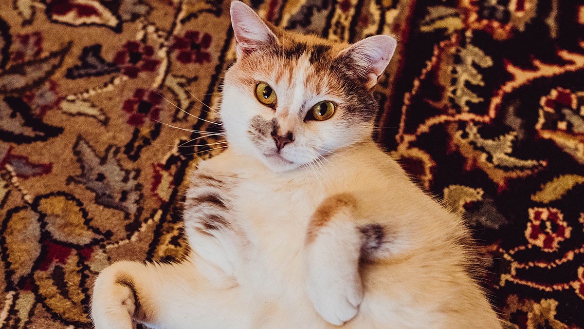 A calico cat lies on its back on an ornate, patterned rug, looking up with wide, curious eyes.