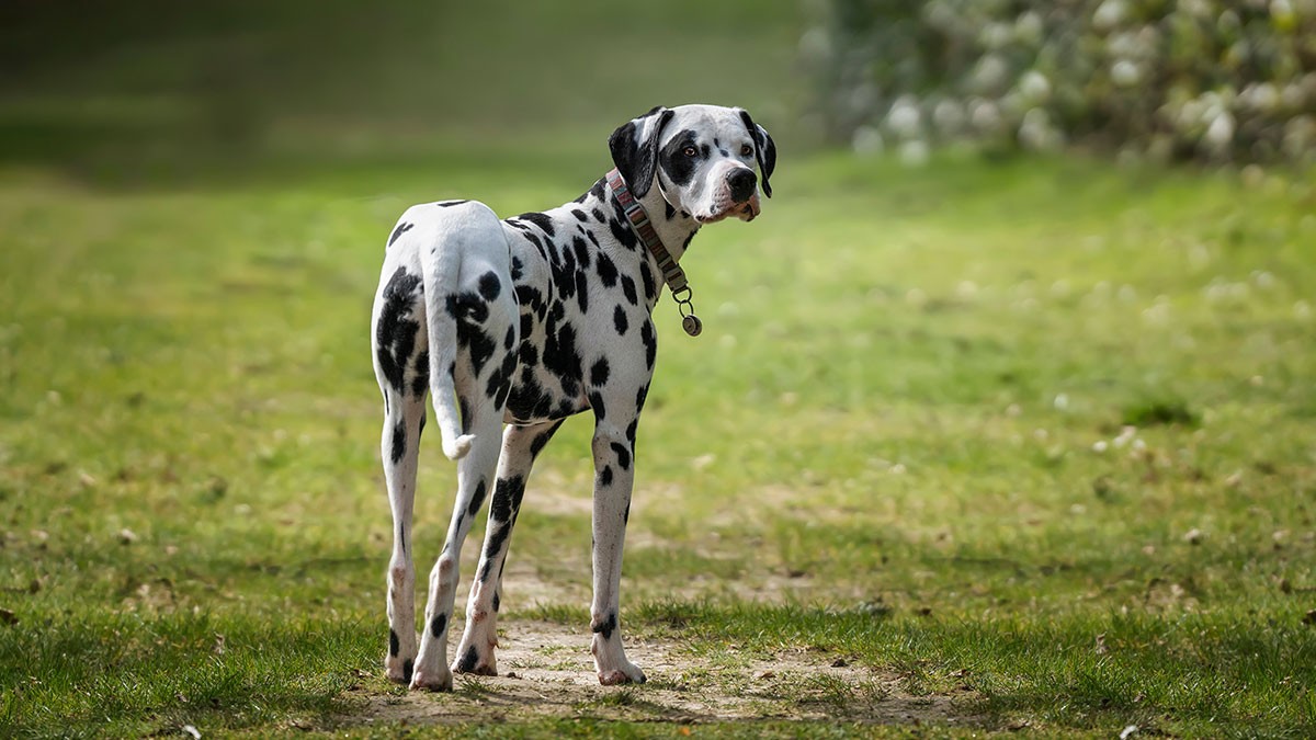 Dalmatian standing on a grassy path, looking back with a curious expression. The background is a blurred mix of greenery and flowers.