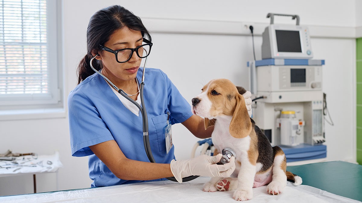 A veterinarian in blue scrubs examines a beagle puppy with a stethoscope in a clinic.