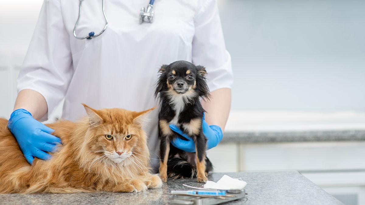 A veterinarian with gloved hands holds a fluffy orange cat and a small black and tan dog on an examination table.