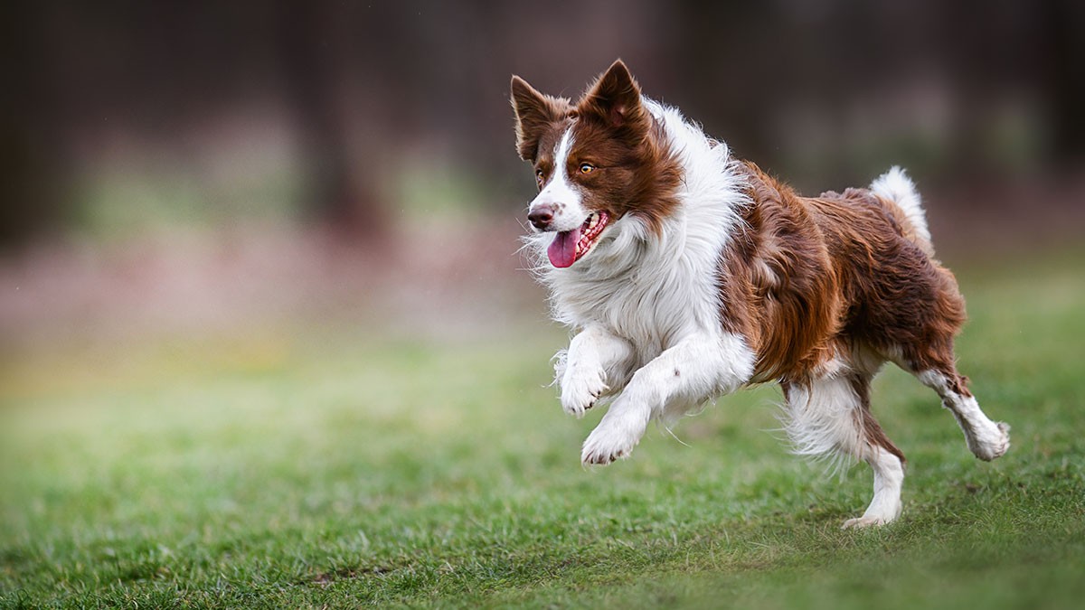 A brown and white dog joyfully runs across a grassy field, with its tongue out and ears perked up.