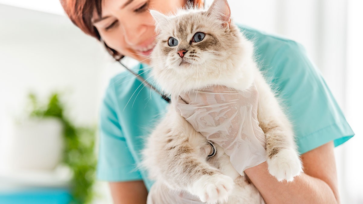 A veterinarian wearing gloves holds a fluffy, blue-eyed cat in a clinic, smiling as she examines the pet.