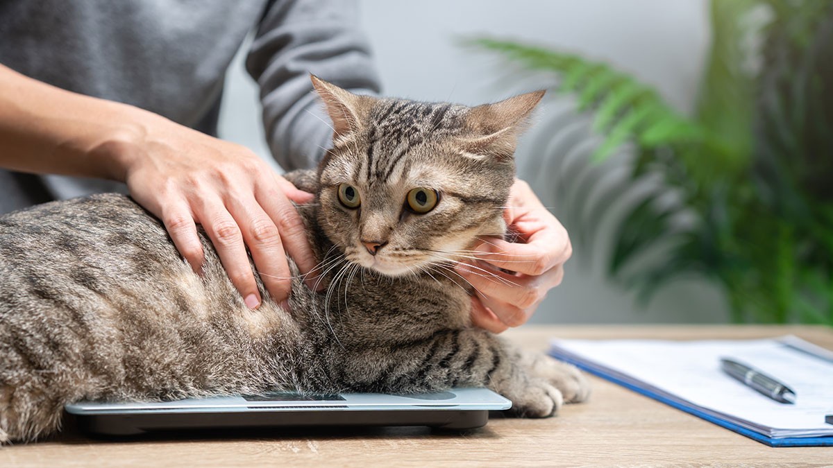 A tabby cat sits on a laptop while a person gently holds it. A pen and notebook are on the table, with a fern in the background.