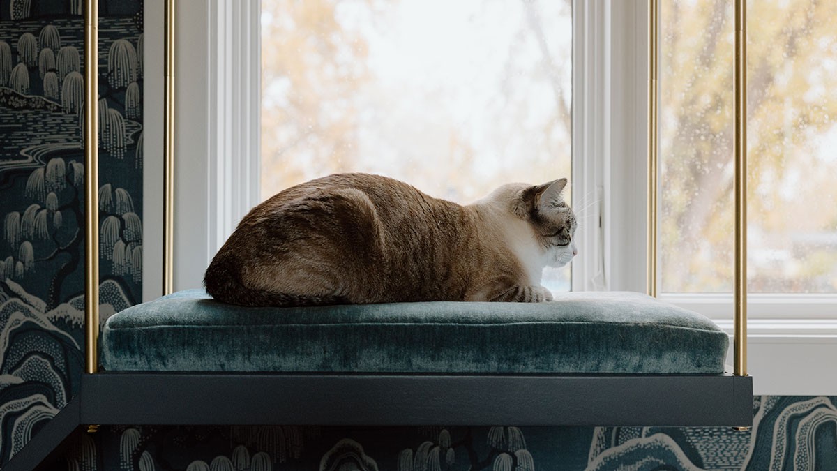 A cat with a brown and white coat lounges on a teal cushion, gazing out a window with a nature-themed wallpaper in the background.