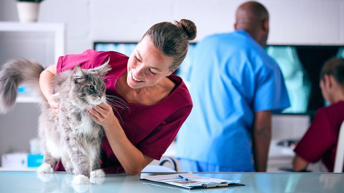 A smiling veterinarian in red scrubs examines a fluffy gray cat on a table. Two colleagues in blue scrubs work in the background.
