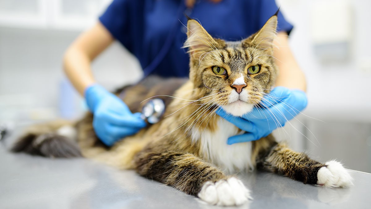 A fluffy cat lies on a veterinary table while a vet in blue gloves examines it with a stethoscope.