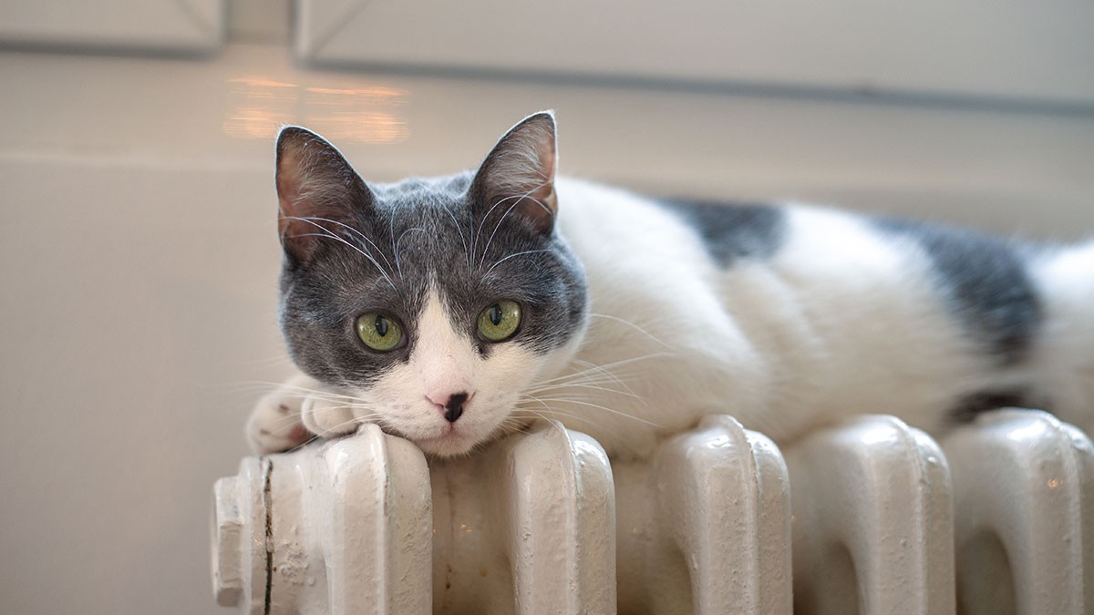 A gray and white cat with green eyes lies comfortably on a white radiator, gazing curiously.