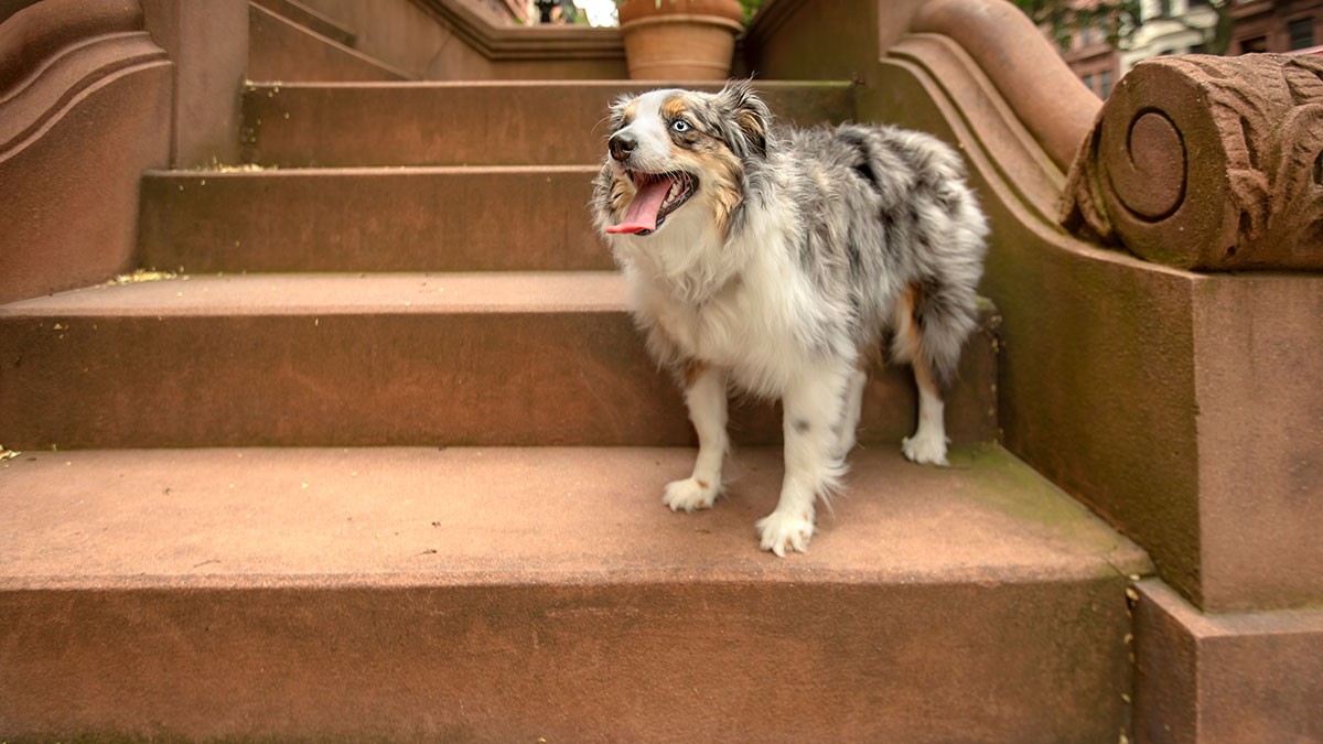 Australian Shepherd with a fluffy coat stands on brown stone steps, looking alert with its mouth open and tongue out.