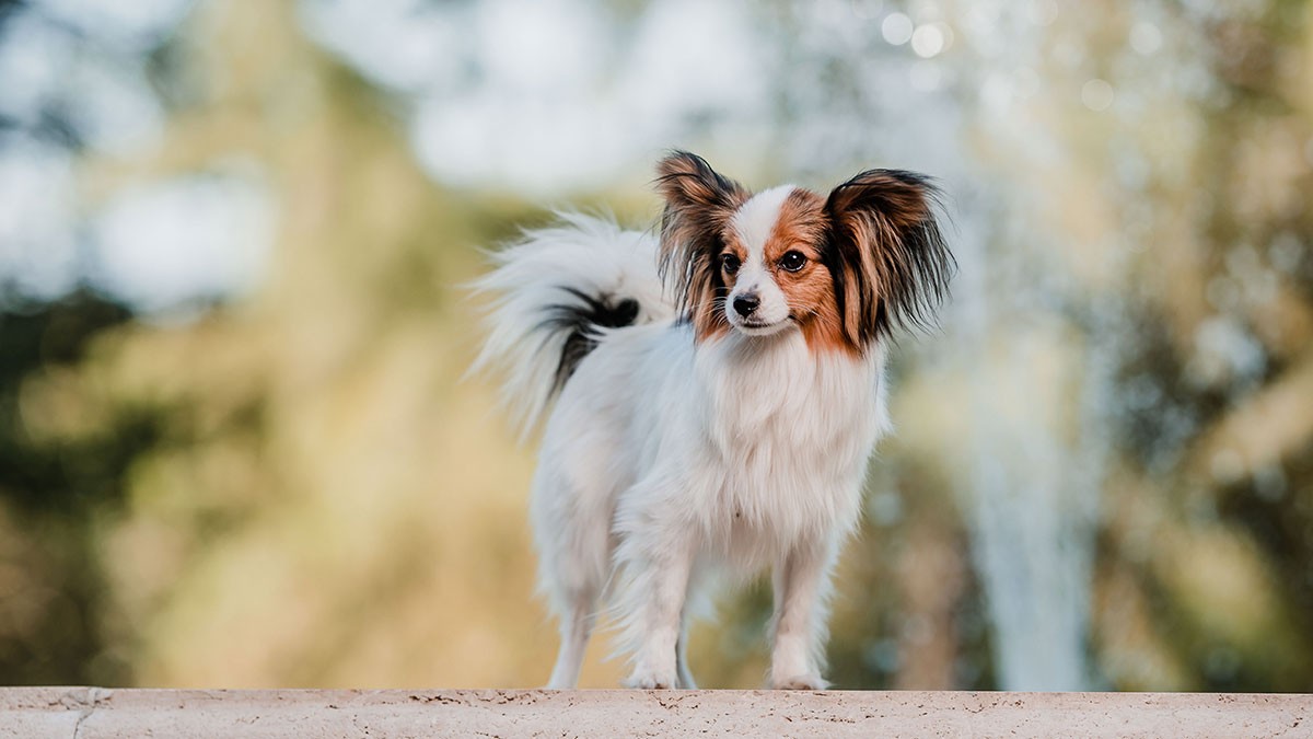 A small Papillon dog with long ears and a fluffy tail stands on a ledge outdoors, with a blurred natural background.