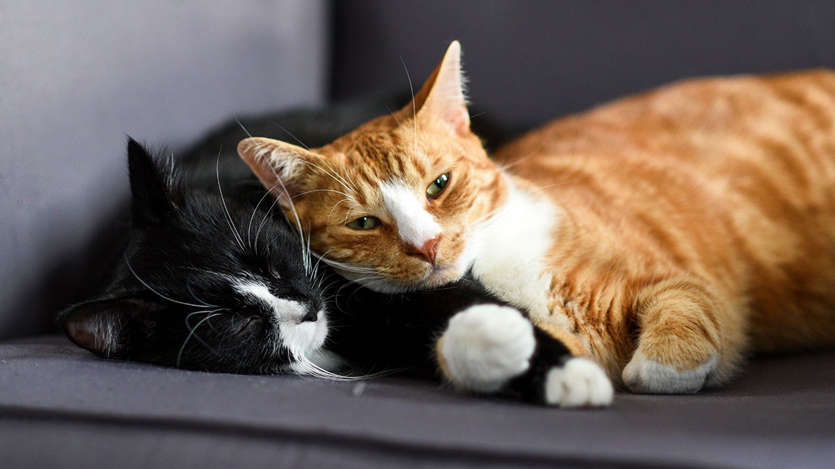 Two cats cuddling on a gray surface; one is black and white, the other is orange and white. They appear relaxed and content.