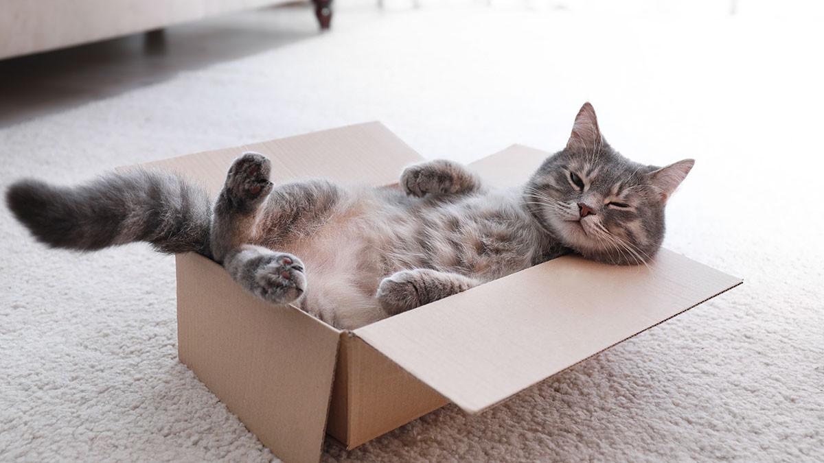 Gray tabby cat lying comfortably in a cardboard box on a carpeted floor, looking relaxed with its paws up and eyes half-closed.