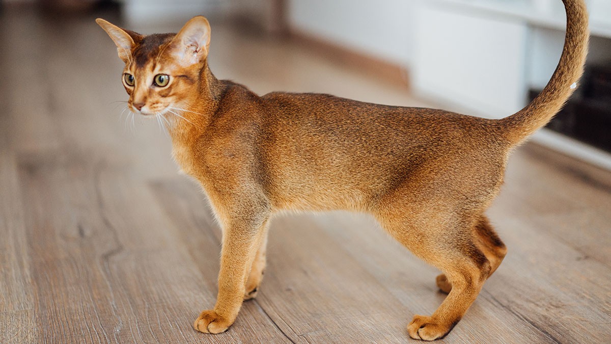 A sleek, brown Abyssinian cat stands alert on a wooden floor, gazing to the left with its tail raised.