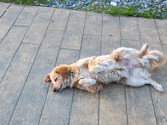 Golden retriever lying on its back on a paved walkway, looking relaxed with its eyes closed, surrounded by grass and pebbles.
