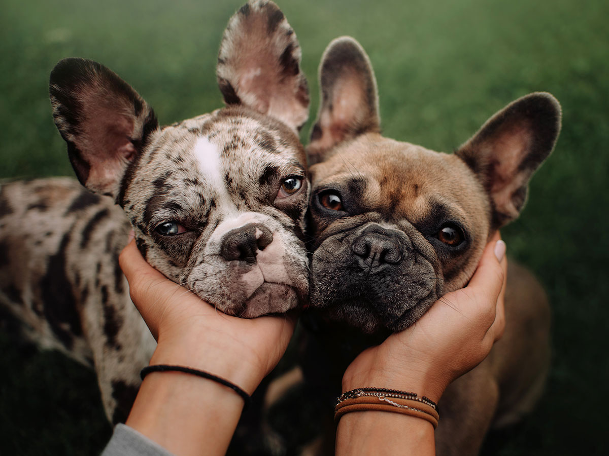Best Pet Insurance for French Bulldogs in 2025