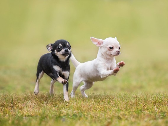 Two playful Chihuahua puppies, one black and one white, frolic on a grassy field with a blurred green background.
