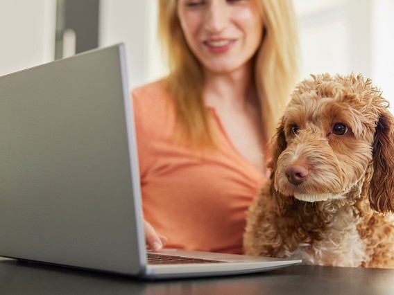 Woman smiling at a laptop with a curly-haired dog sitting beside her, both focused on the screen.