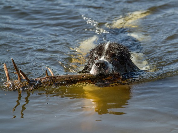 A dog swims in a lake, holding a large stick in its mouth, with water rippling around it.