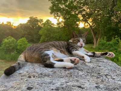 The Best Pet Insurance in Texas in 2025