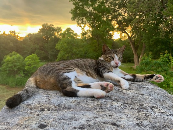 A tabby cat with white paws lounges on a large rock, surrounded by lush greenery and a golden sunset in the background.