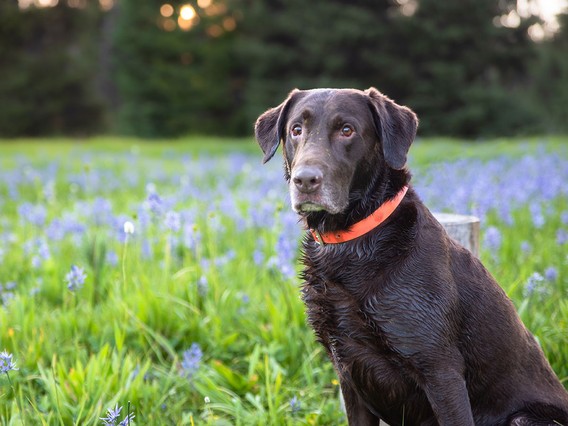 A chocolate Labrador with a red collar sits in a field of purple flowers, with trees softly blurred in the background.