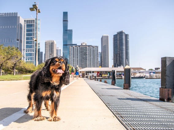 A dog stands on a waterfront walkway with a city skyline in the background on a clear day.