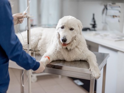 The Best Pet Insurance for Dogs in 2026