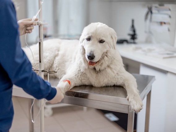 Large white dog receiving IV treatment on a veterinary table, attended by a person in a blue coat in a clinical setting.