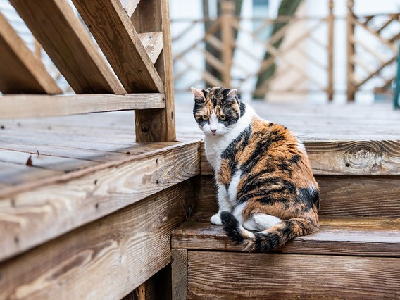 Calico cat sitting on wooden stairs, looking back over its shoulder. The stairs and railings are made of rustic wood.