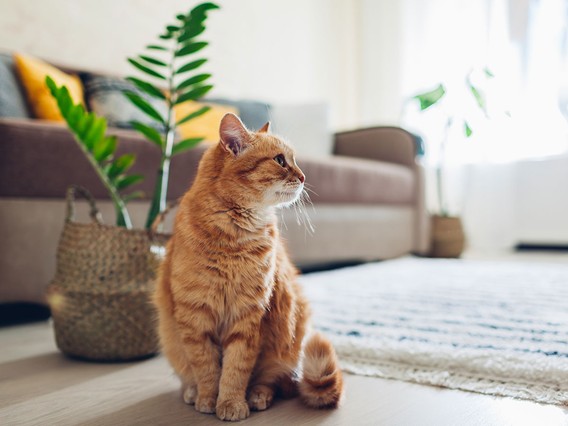 A ginger cat sits on a wooden floor in a cozy living room with a sofa, potted plants, and natural light streaming through a window.
