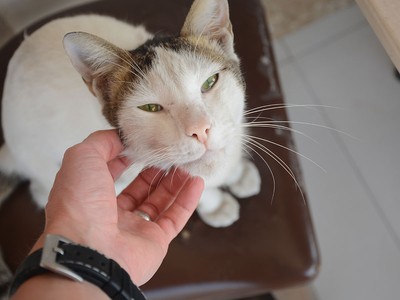 The Best Pet Insurance in Alabama in 2025