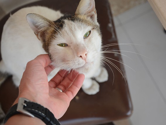 Person petting a relaxed white and tabby cat on a brown chair, with the cat's eyes half-closed in contentment.