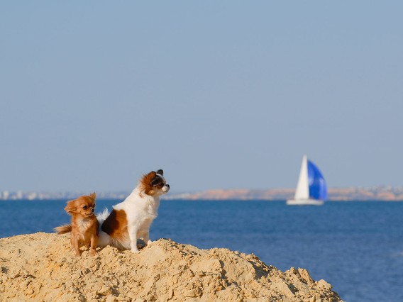 Two small dogs sit on a sandy hill by the sea, with a sailboat in the background under a clear blue sky.