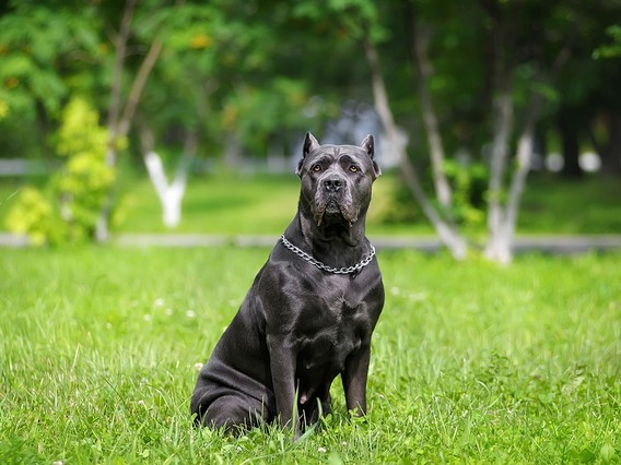 Black dog with a chain collar sitting on green grass in a park, surrounded by trees.
