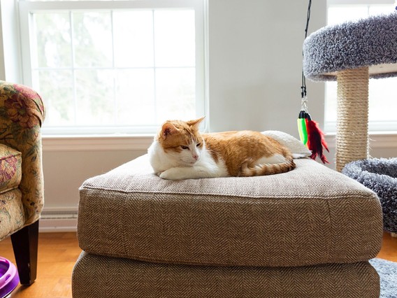 Orange and white cat lounging on a cushioned ottoman near a window, with a cat tree and toys nearby.