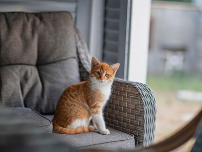 The Best Pet Insurance in New York in 2026