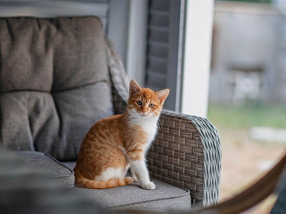 Orange and white cat sitting on a gray cushioned wicker chair, looking at the camera.