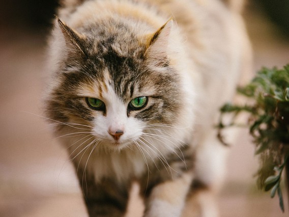 Fluffy cat with green eyes walking forward, focused gaze, and soft fur. Blurred background with greenery on the right.
