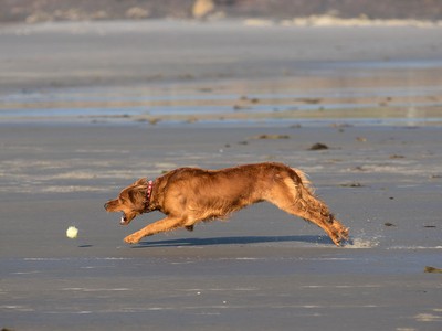 The Best Pet Insurance in South Carolina in 2025