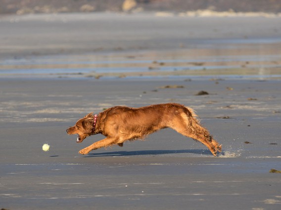 A brown dog with a red collar runs on a sandy beach, chasing a yellow tennis ball, with water and rocks in the background.