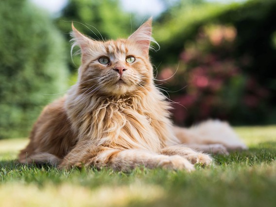 A fluffy orange Maine Coon cat lies on green grass, looking up. The background is blurred with greenery and pink flowers.