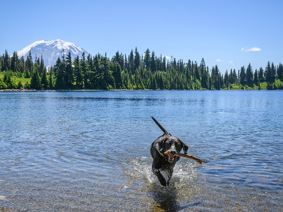A dog joyfully runs through a clear lake with a stick in its mouth, surrounded by lush trees and a snow-capped mountain in the background.