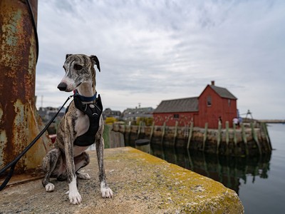 The Best Pet Insurance in Massachusetts in 2025
