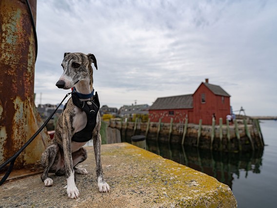 Brindle dog on a leash sits on a concrete ledge by a harbor, with a red wooden building and calm water in the background.