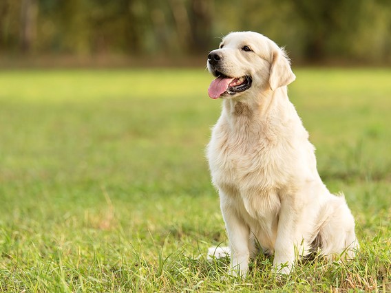 Golden retriever sitting on grass, tongue out, with a blurred green background.