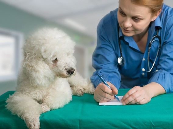 A veterinarian in a blue coat writes notes while a white poodle sits on a green examination table, looking at the vet.