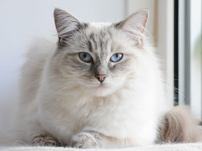 The Best Pet Insurance Companies for Ragdolls in 2025