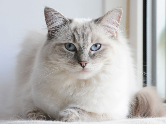 Fluffy white cat with blue eyes and gray markings, lying down near a window, gazing intently.